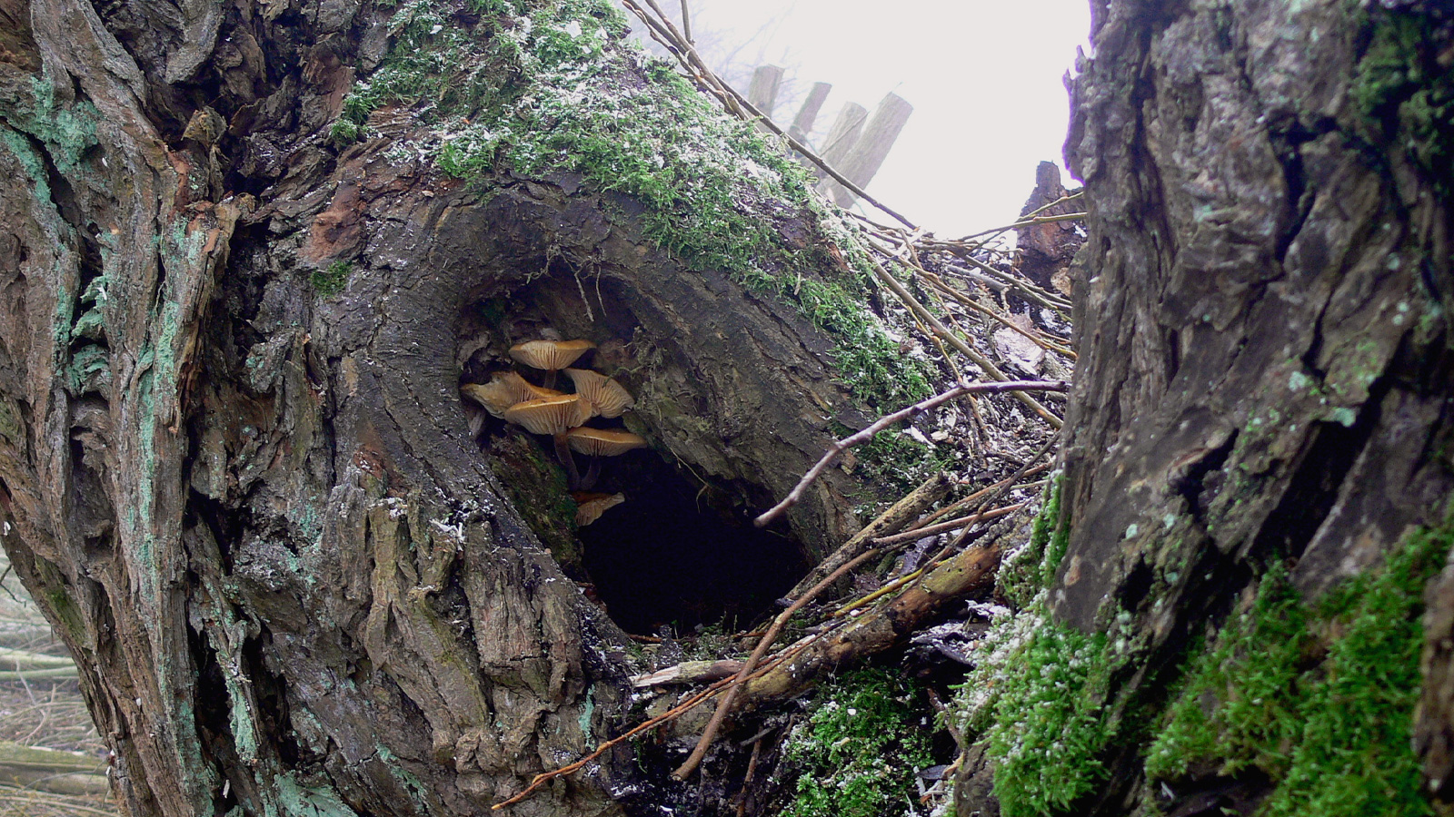 NABU Holzminden pflegt Kopfweiden bei Golmbach und Linse und lädt zur Mithilfe ein