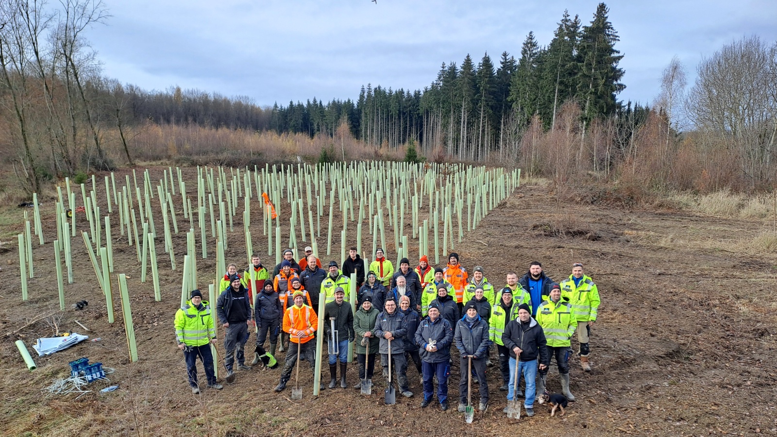 Vorweihnachtliche Pflanzaktion: MorgenWald Stiftung und BBU Dr. Schubert GmbH pflanzen 400 Elsbeeren in der Revierförsterei Kaierde