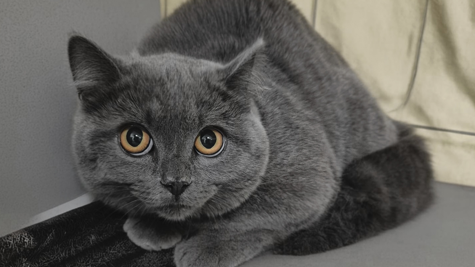 Wer kennt diese Katze? - Tierheim Holzminden bittet um Hinweise