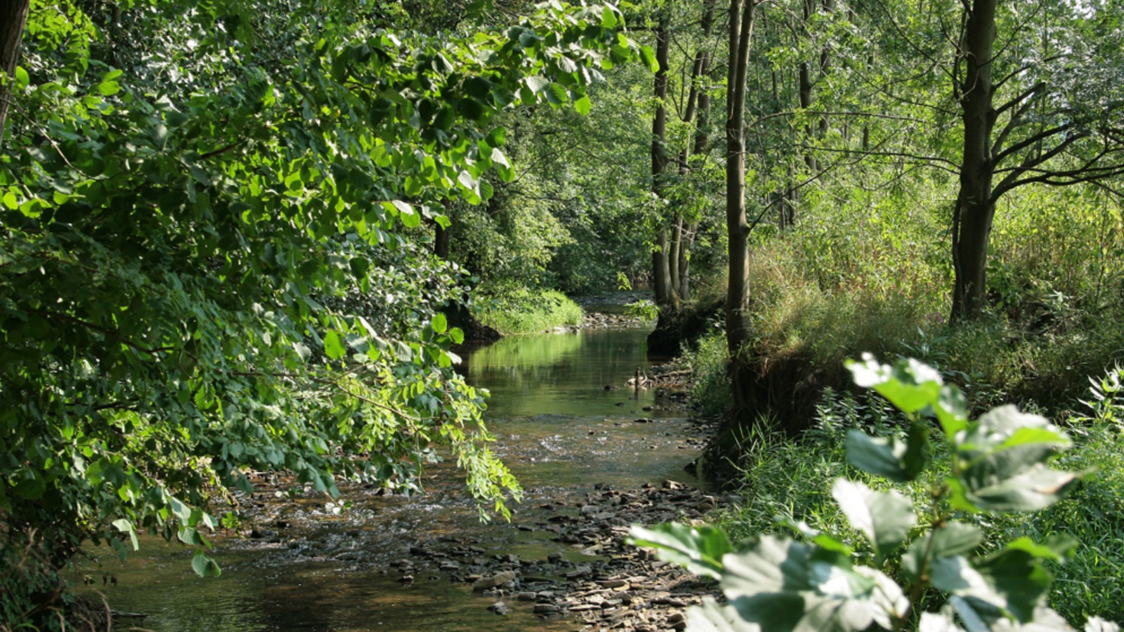Naturschutz im Fokus: Landkreis Holzminden lässt geschützte Biotope neu erfassen
