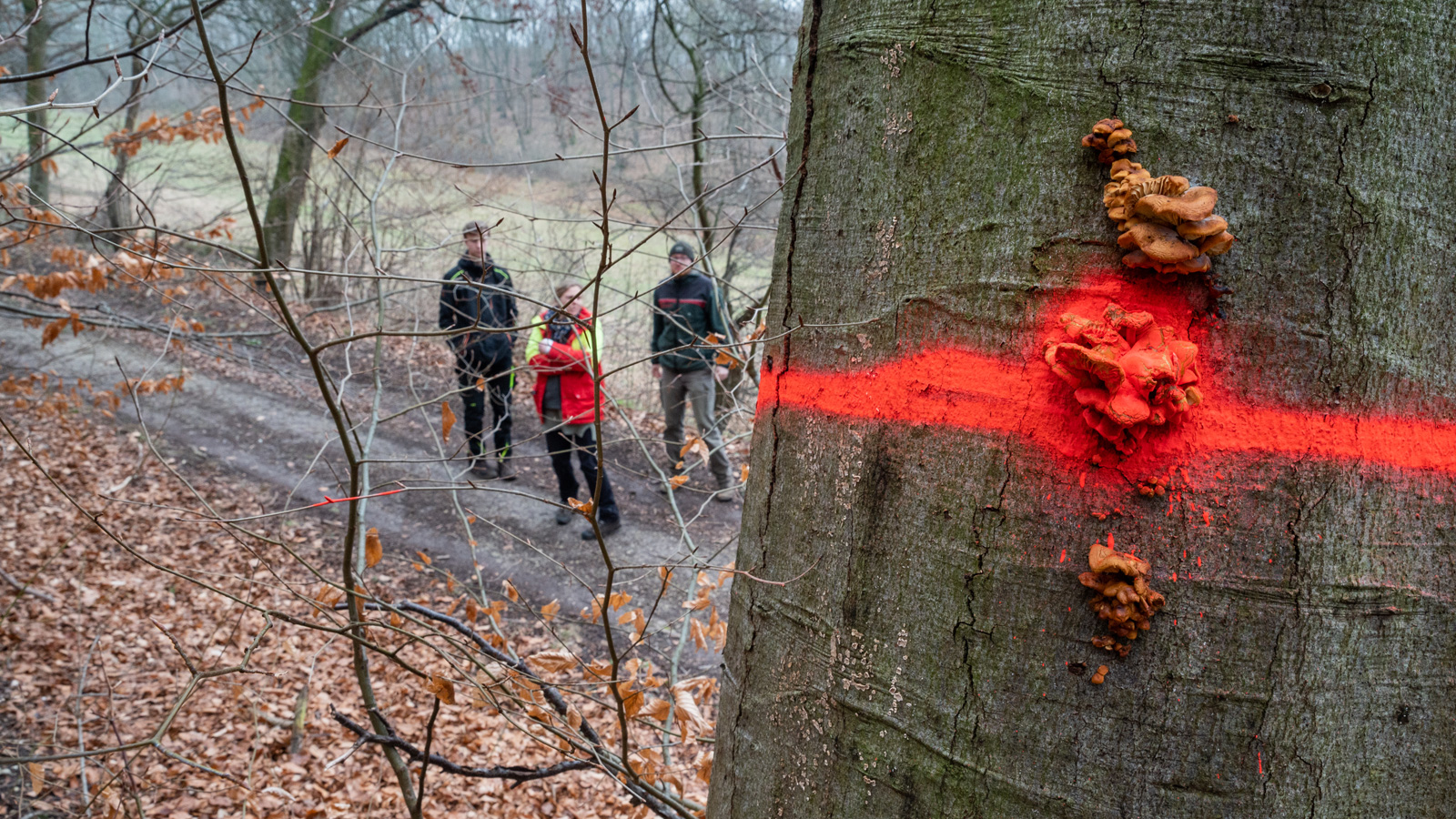 Niedersächsische Landesforsten sichern B64 zwischen Eschershausen und Lenne – kranke Bäume werden entfernt